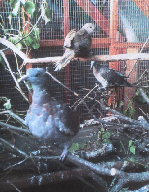 Handreared woodpigeons & collared dove